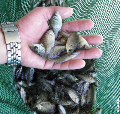 stocking bluegill