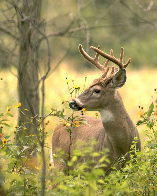 buck in summertime