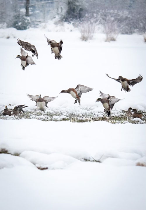 wigeon ducks