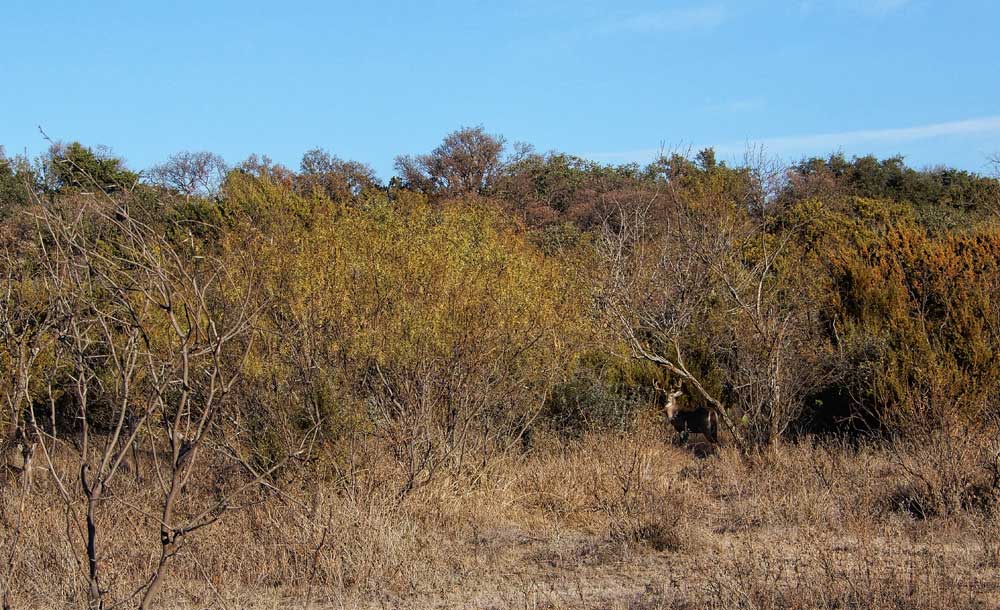 Texas Buck in brush