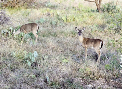 Texas deer