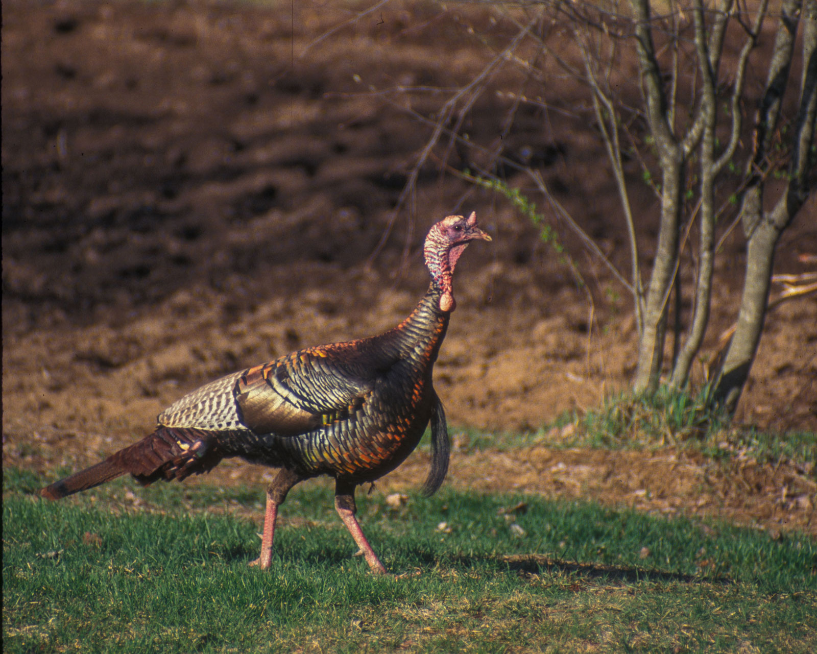 Calling Late-Season Gobblers