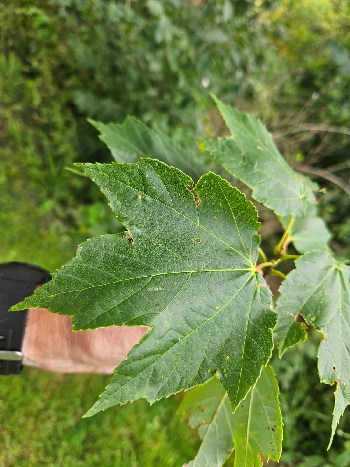 maple leaf