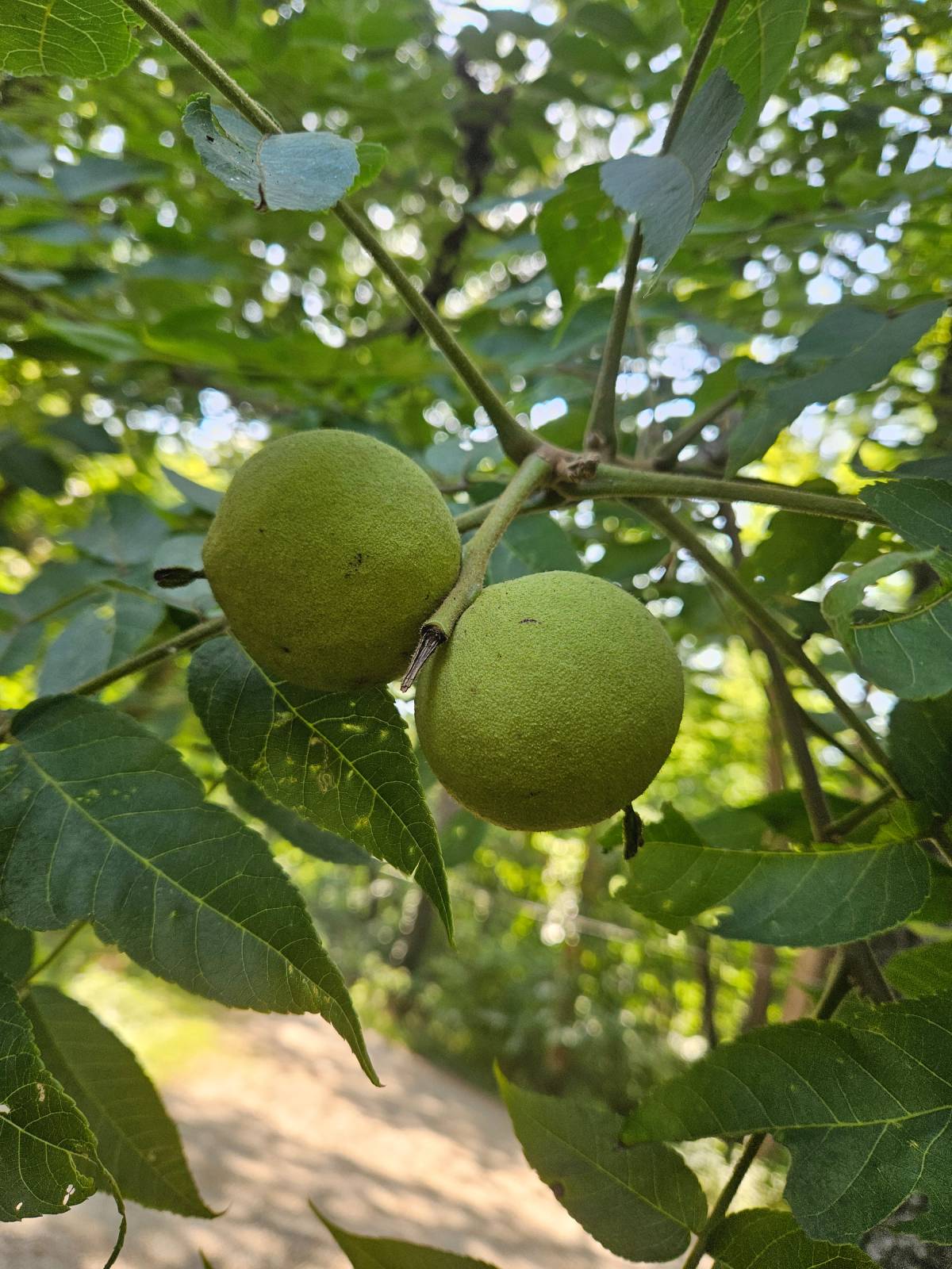 walnut