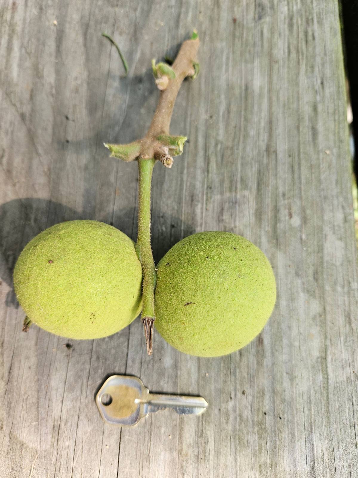 walnut