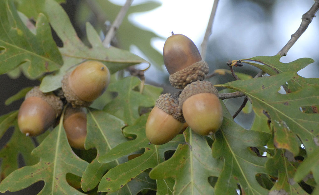 white oak acorns