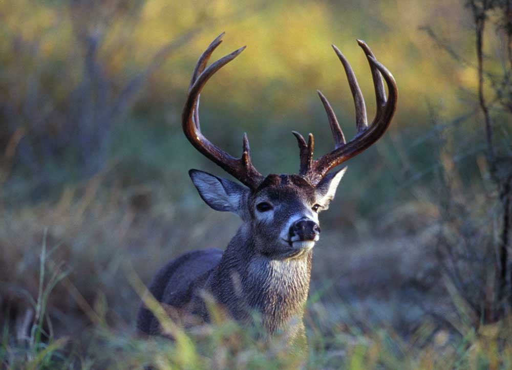 whitetail buck smell
