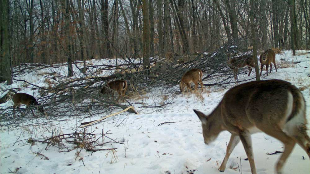 help deer survive winter