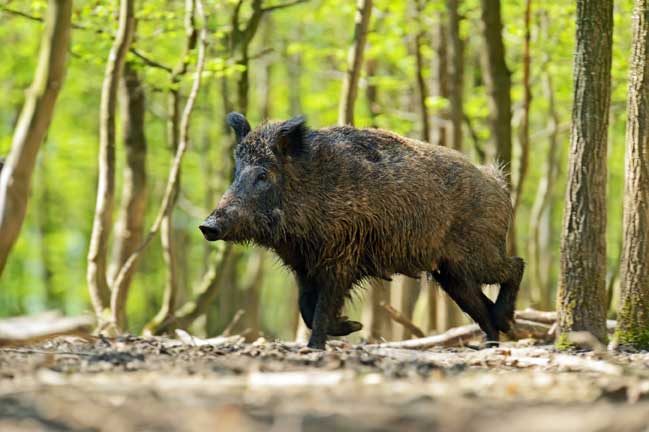 Wild hog