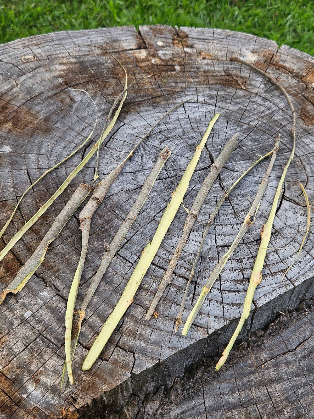 willow bark