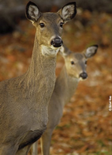 doe and fawn