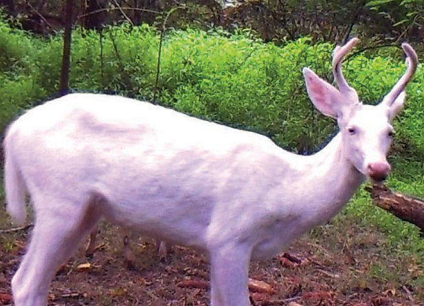 albino buck