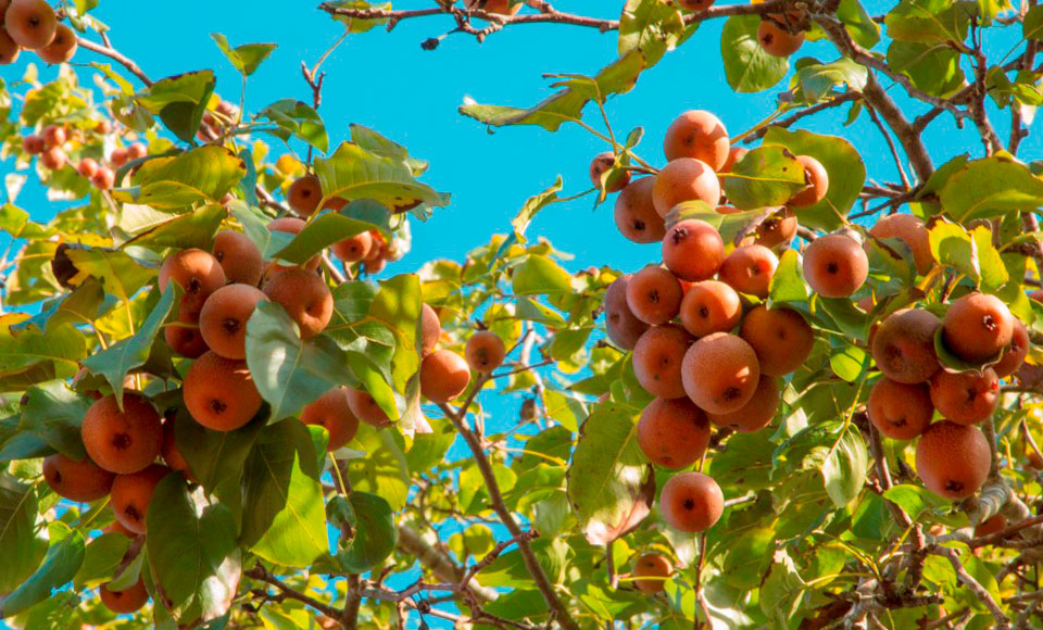 american persimmon