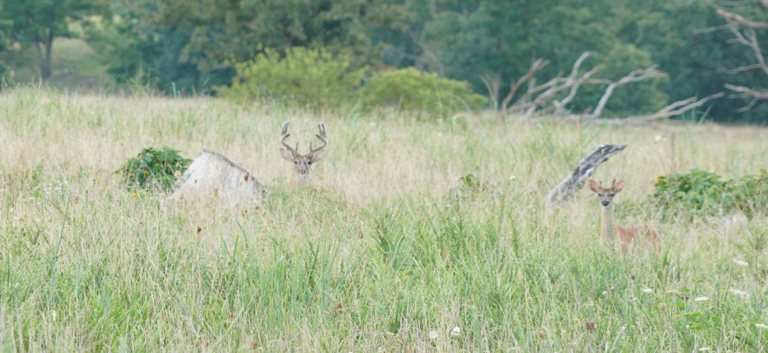 antler genesis