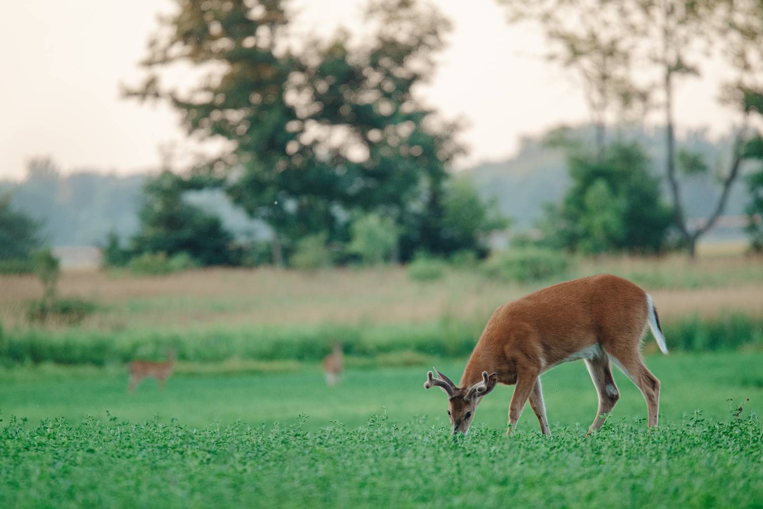 antler genesis