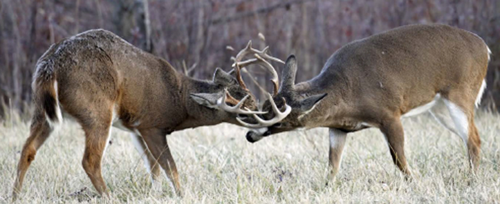 fighting bucks