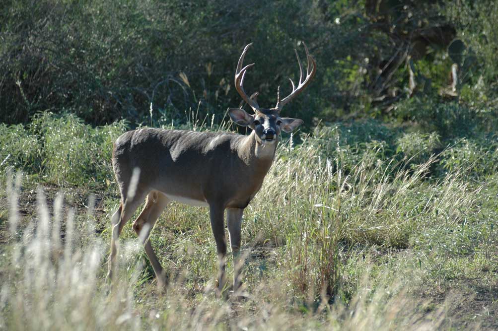 large antlered deer