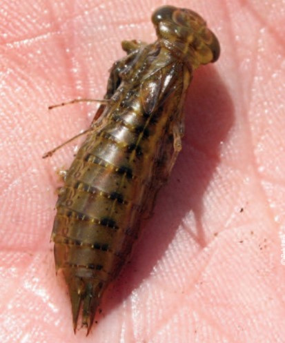 aquatic insect