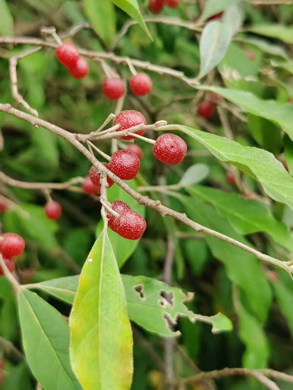 autumn olive berries