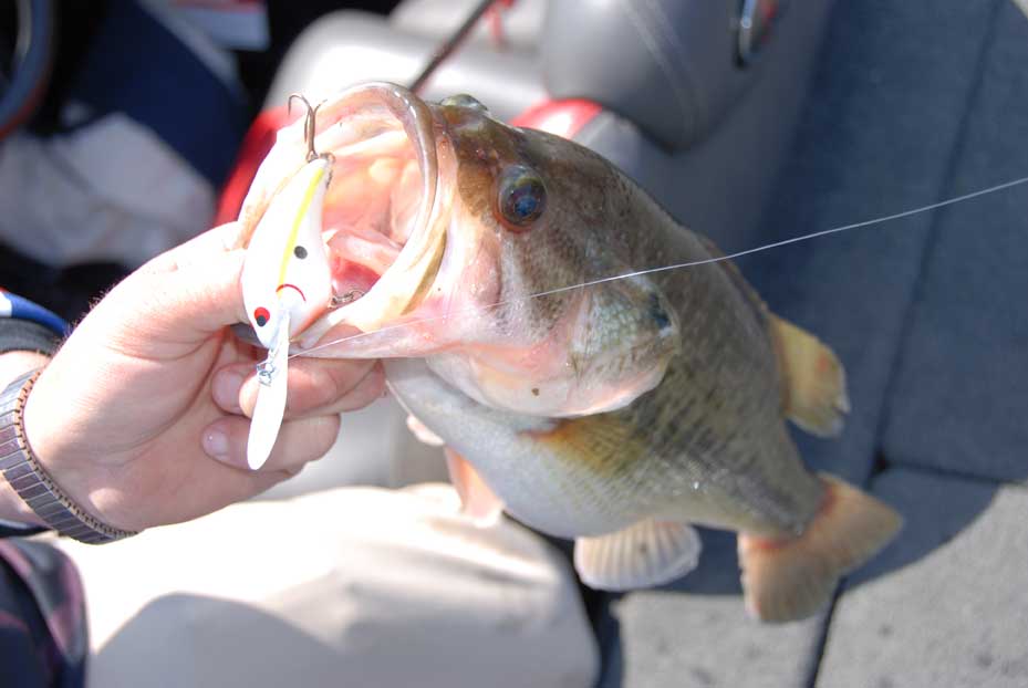 lure in bass mouth