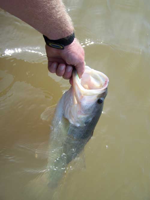 catch bass in muddy water