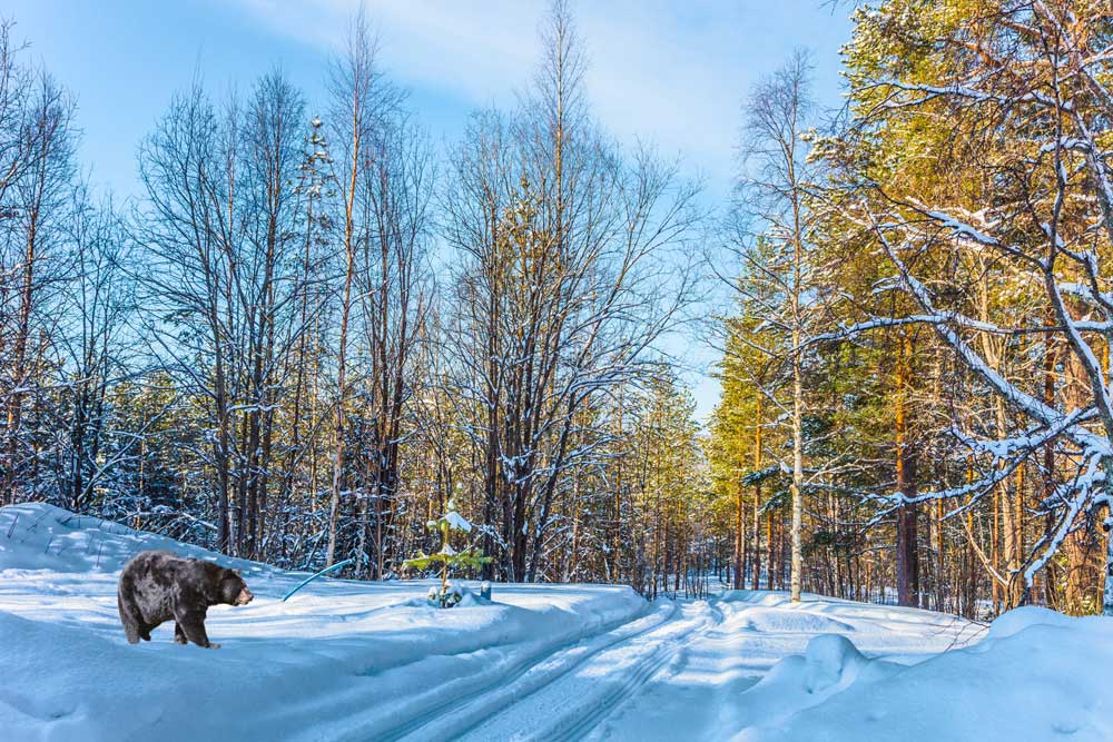 bear in winter