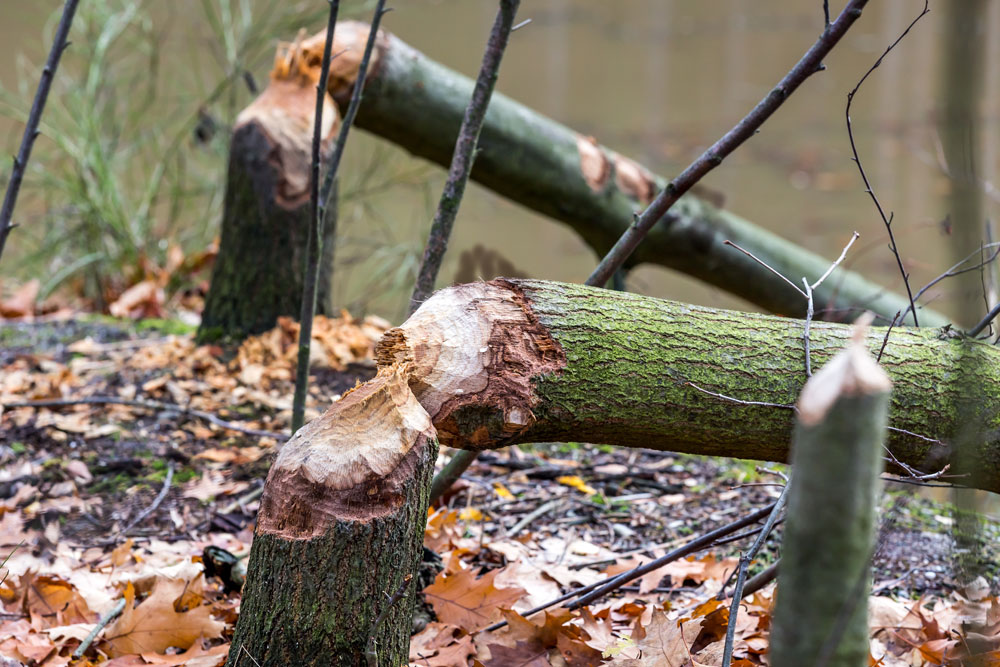 beaver dam stumps