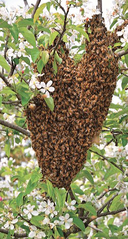 bee hive