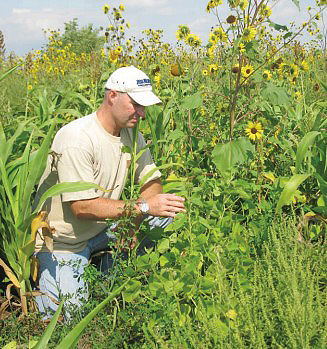 Biomass plot