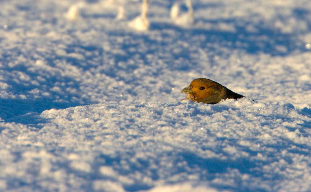 bird buried in snow