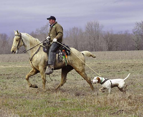 bird dog