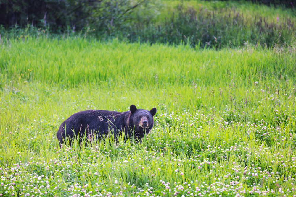 black bear in the field