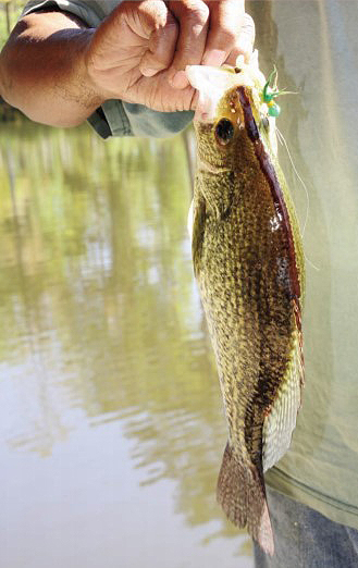 black nose crappie