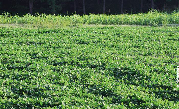 blind spot soybean plot