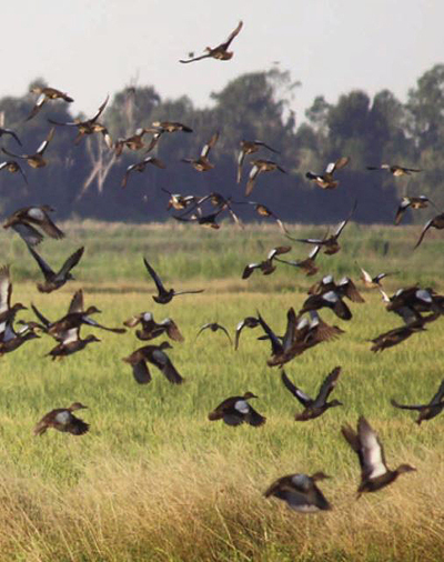 blue-winged teal