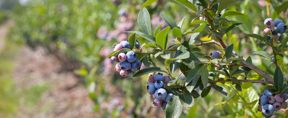 blueberry bushes