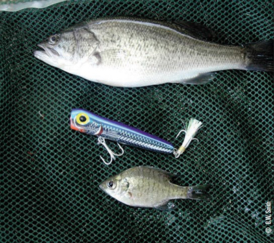 Bass bluegill comparison