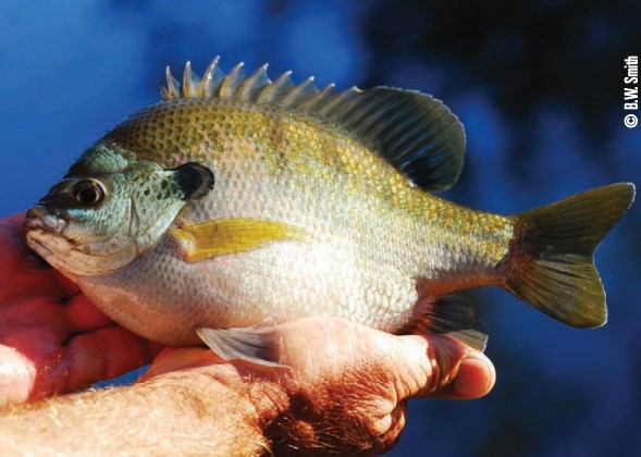 coppernose bluegill