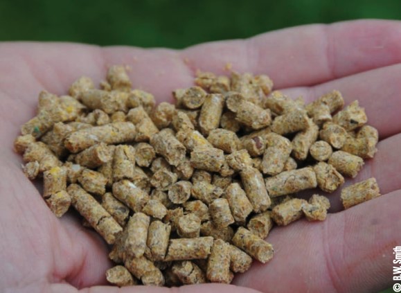 bluegill feeding pellets