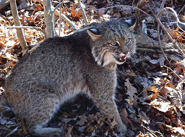 bobcat