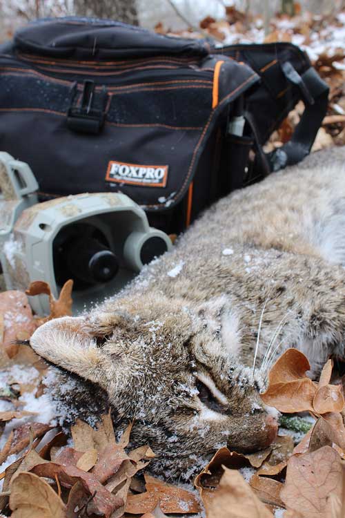 bobcat