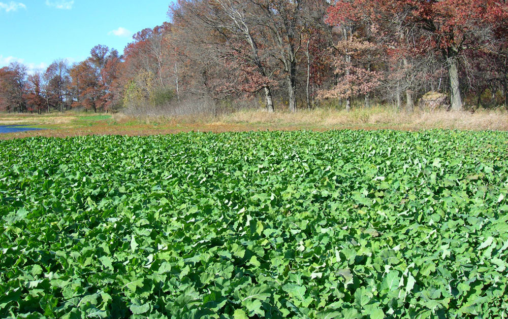 brassica field