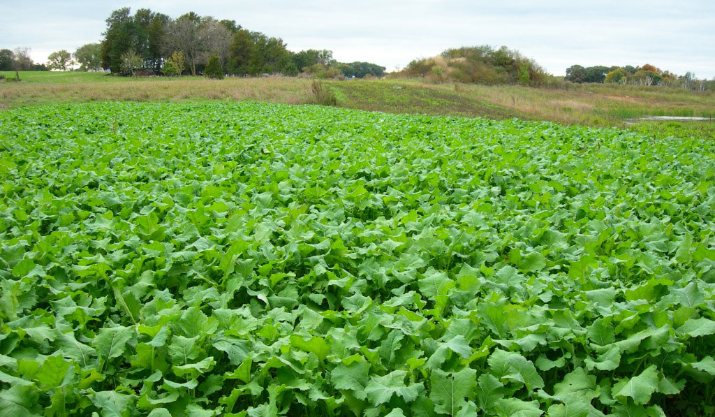 brassica food plot