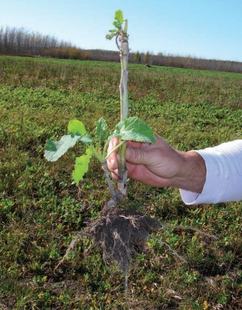 brassica roots