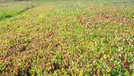 brassicas