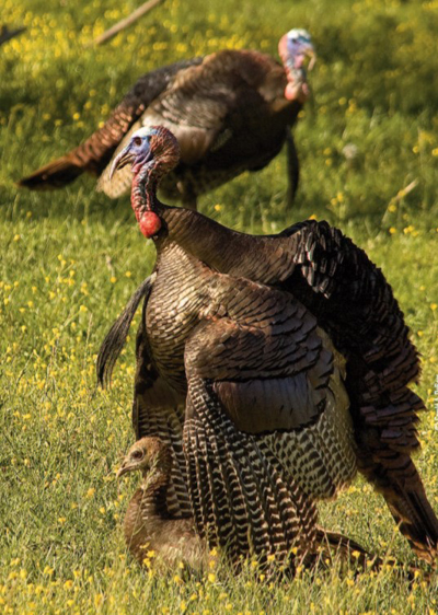 breeding turkeys