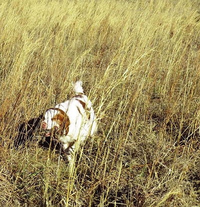 brittany spaniel