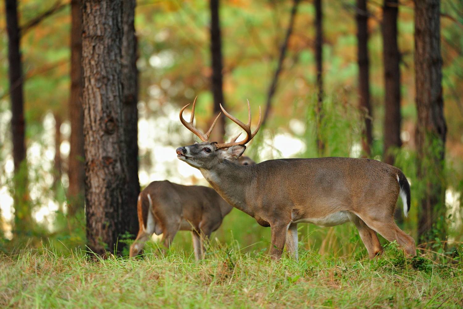 broadside buck shot