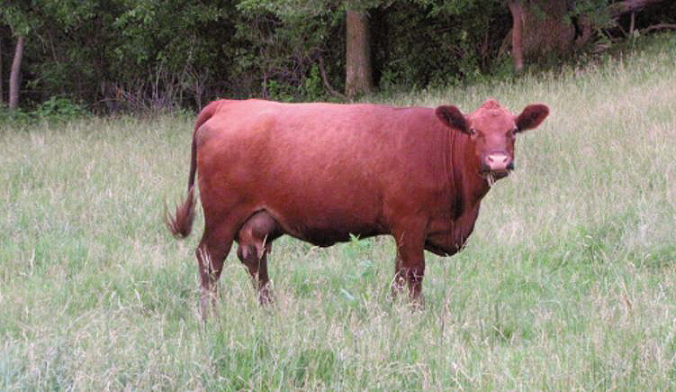 brown cow