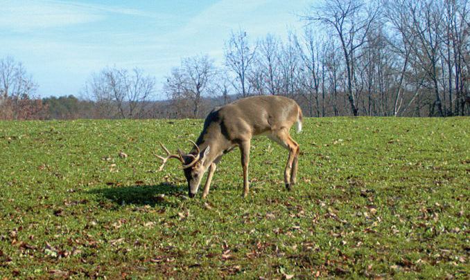 browsing deer